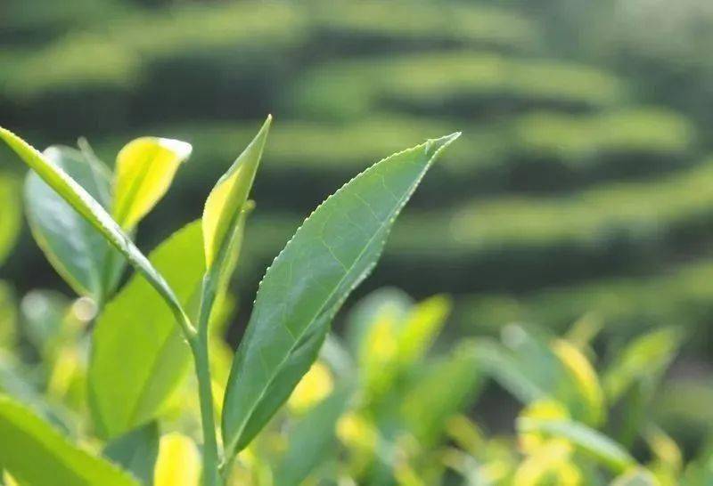 秋香氤氳漳平水仙，清心滌塵品茗思潔