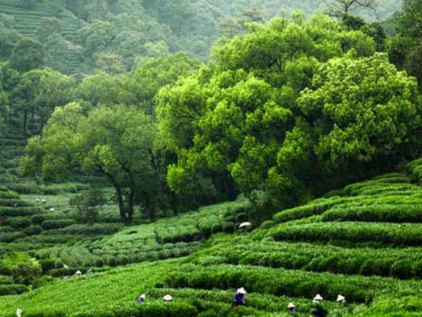 暖春問茶 | 探訪隱藏在杭州茶園里的小資民宿